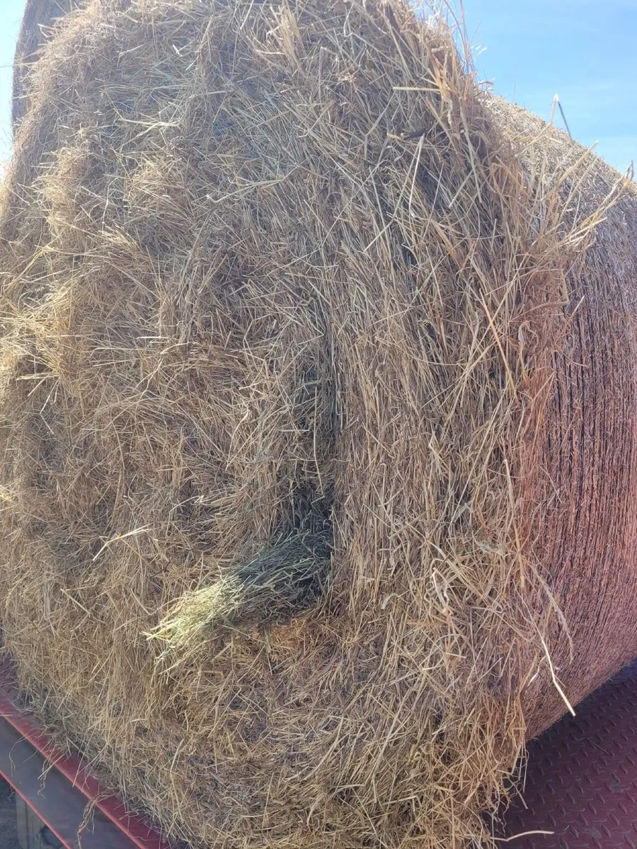 Hay
