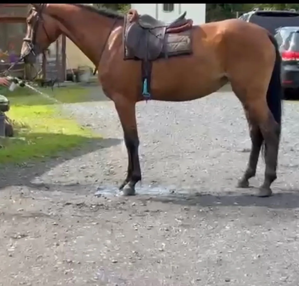 3 year old Livello filly broken - Image 1
