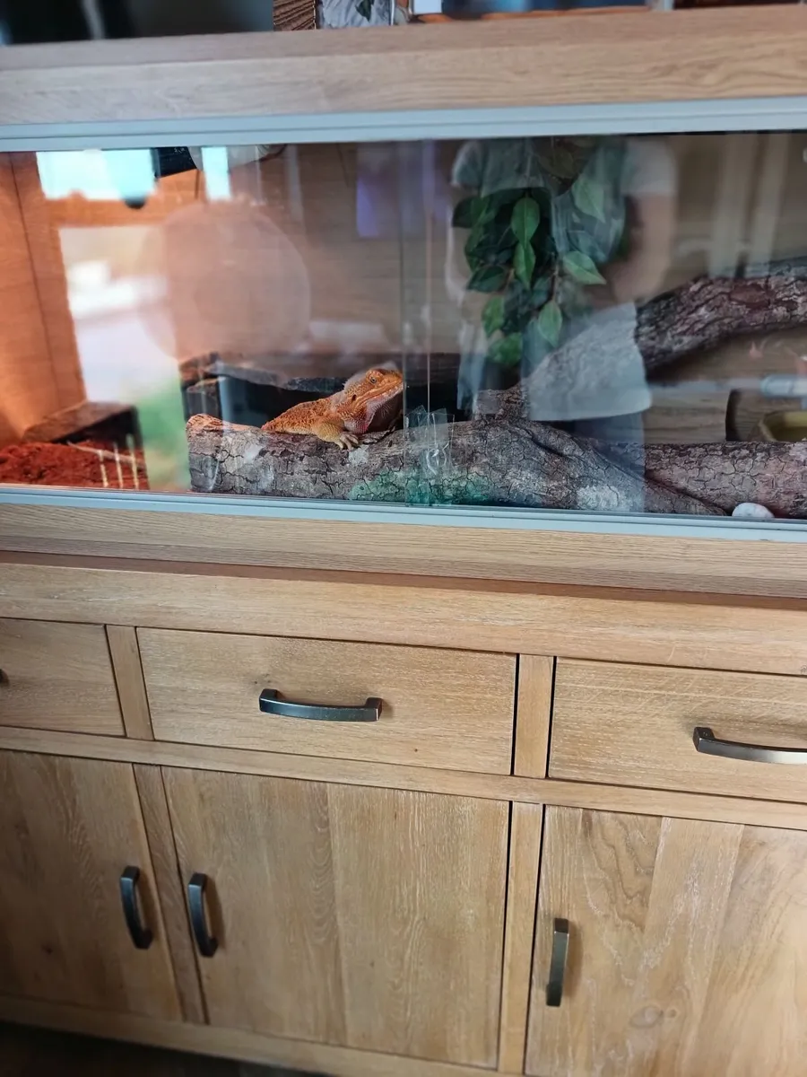 Bearded dragon - Image 2