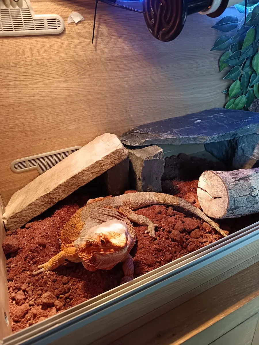 Bearded dragon - Image 3
