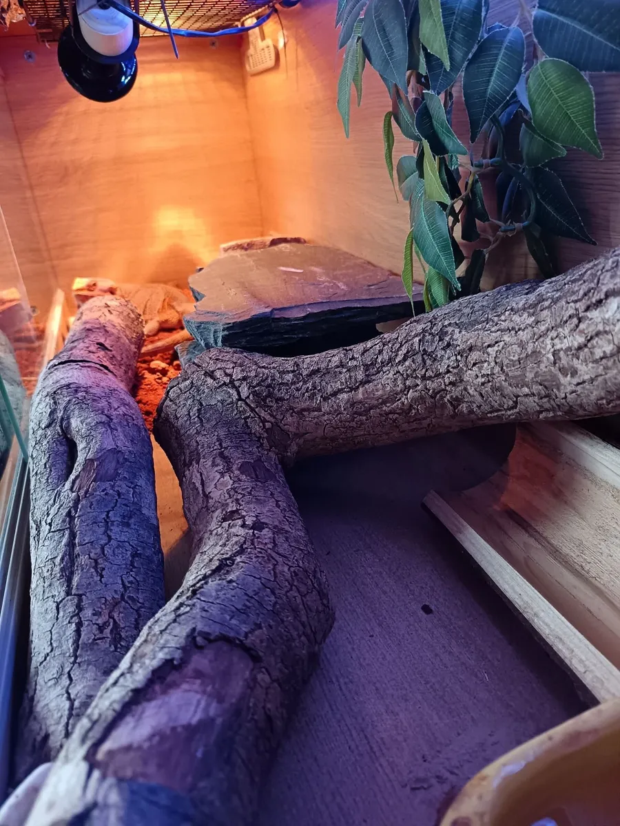 Bearded dragon - Image 4
