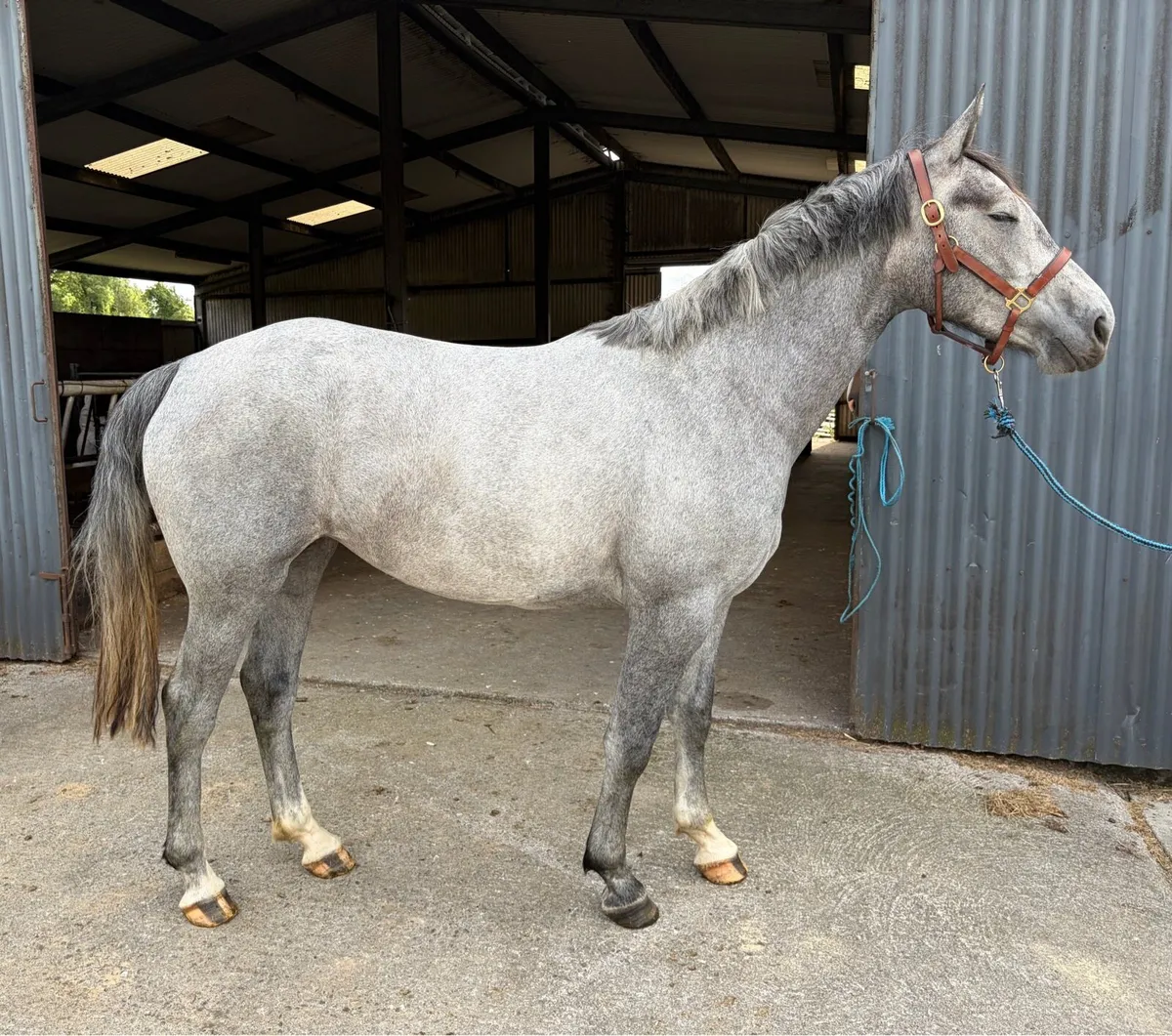 Cracking little 3 yr old ISH filly - Image 4