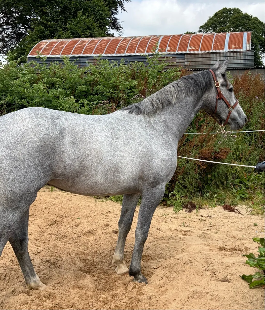 Creevagh Ferro x RID 3 yr old ISH filly - Image 1