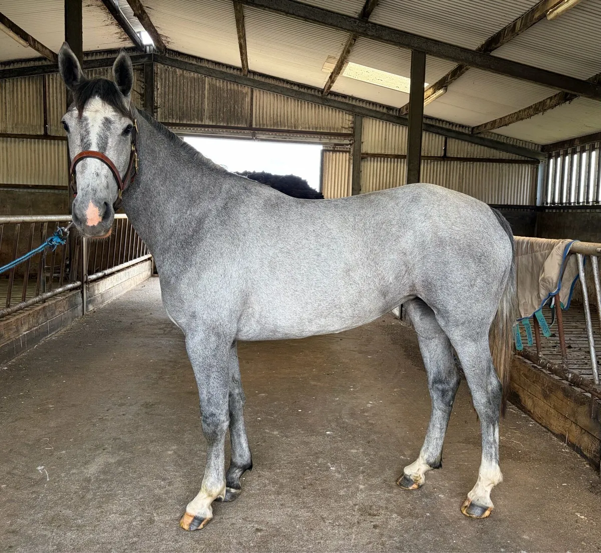 Cracking little 3 yr old ISH filly - Image 1