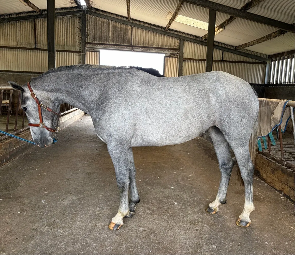 Cracking little 3 yr old ISH filly - Image 3