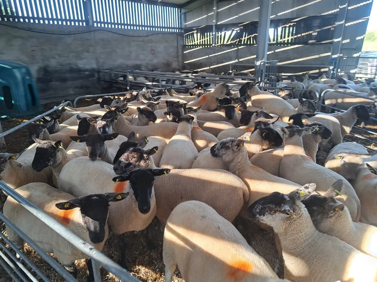Borris Crossbreed Hogget Ewes - Image 3