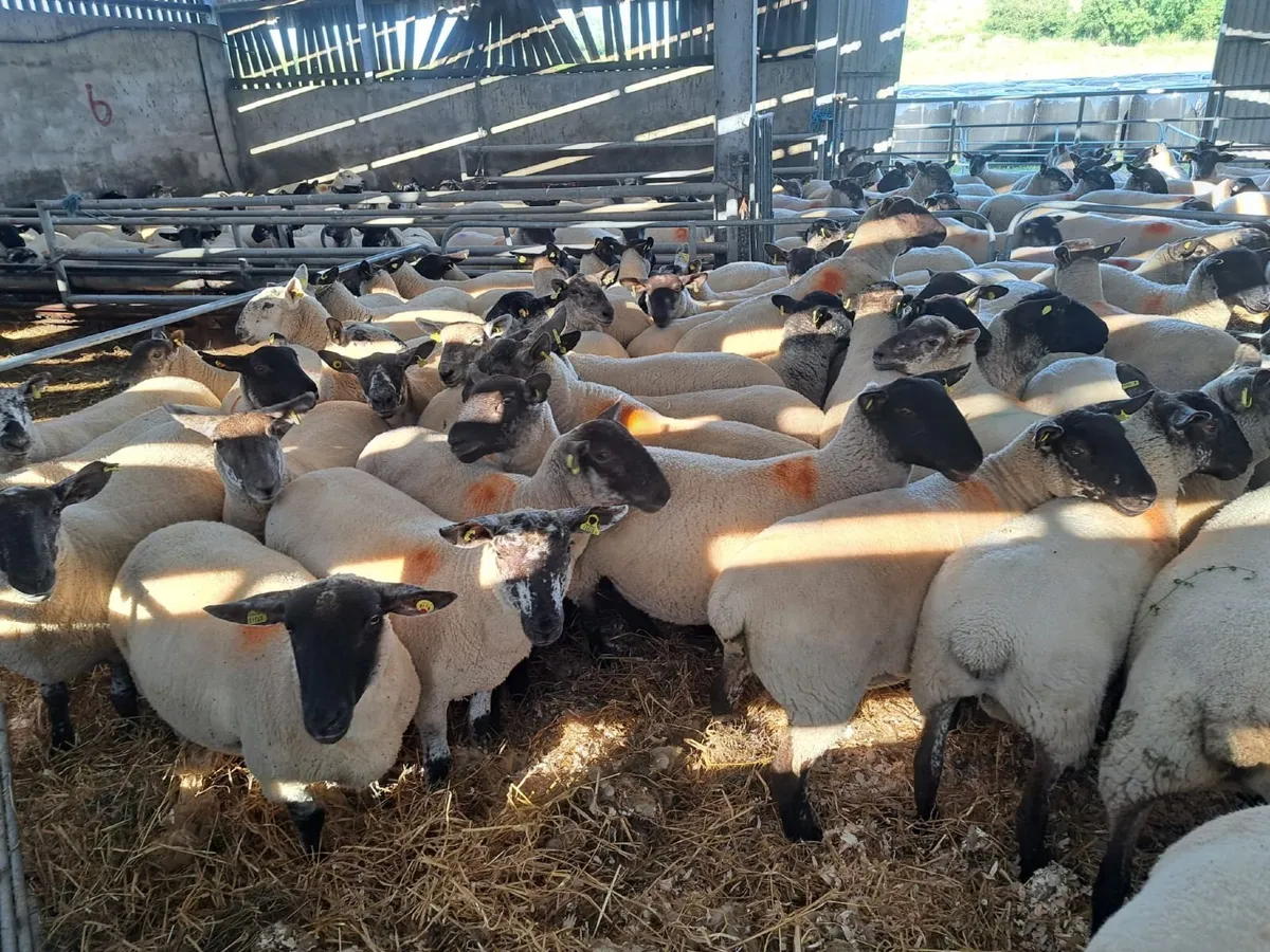 Borris Crossbreed Hogget Ewes - Image 4