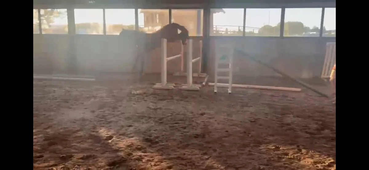3 year old Livello filly broken - Image 2