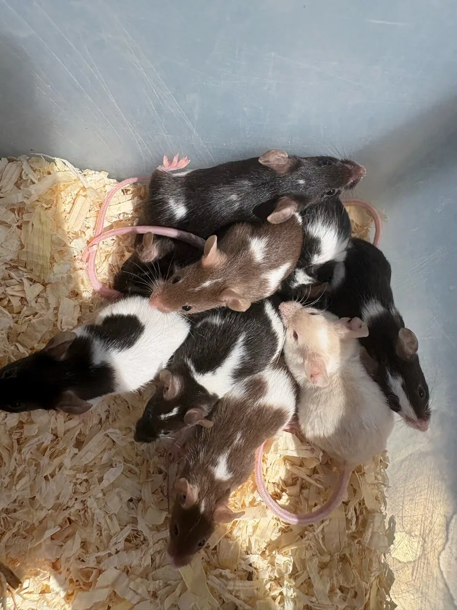 Fancy mice - Image 1