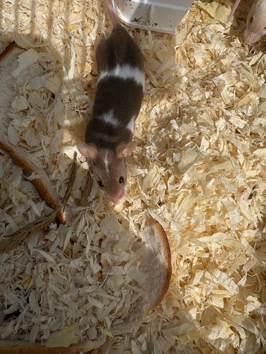 Fancy mice - Image 2