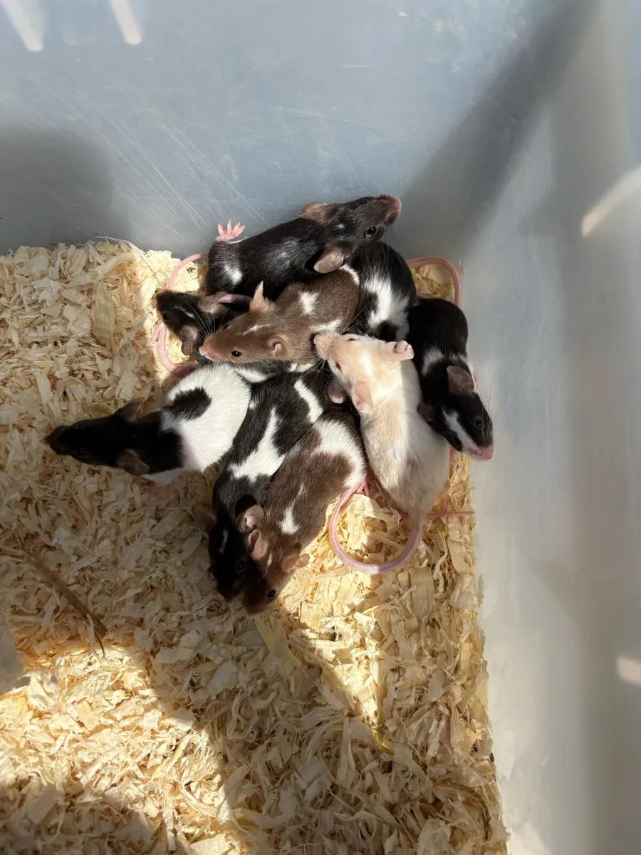 Fancy mice - Image 3