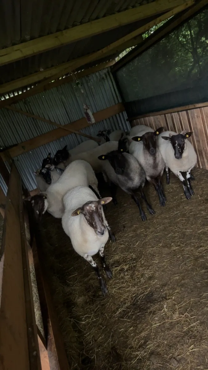 Hoggets - Image 1
