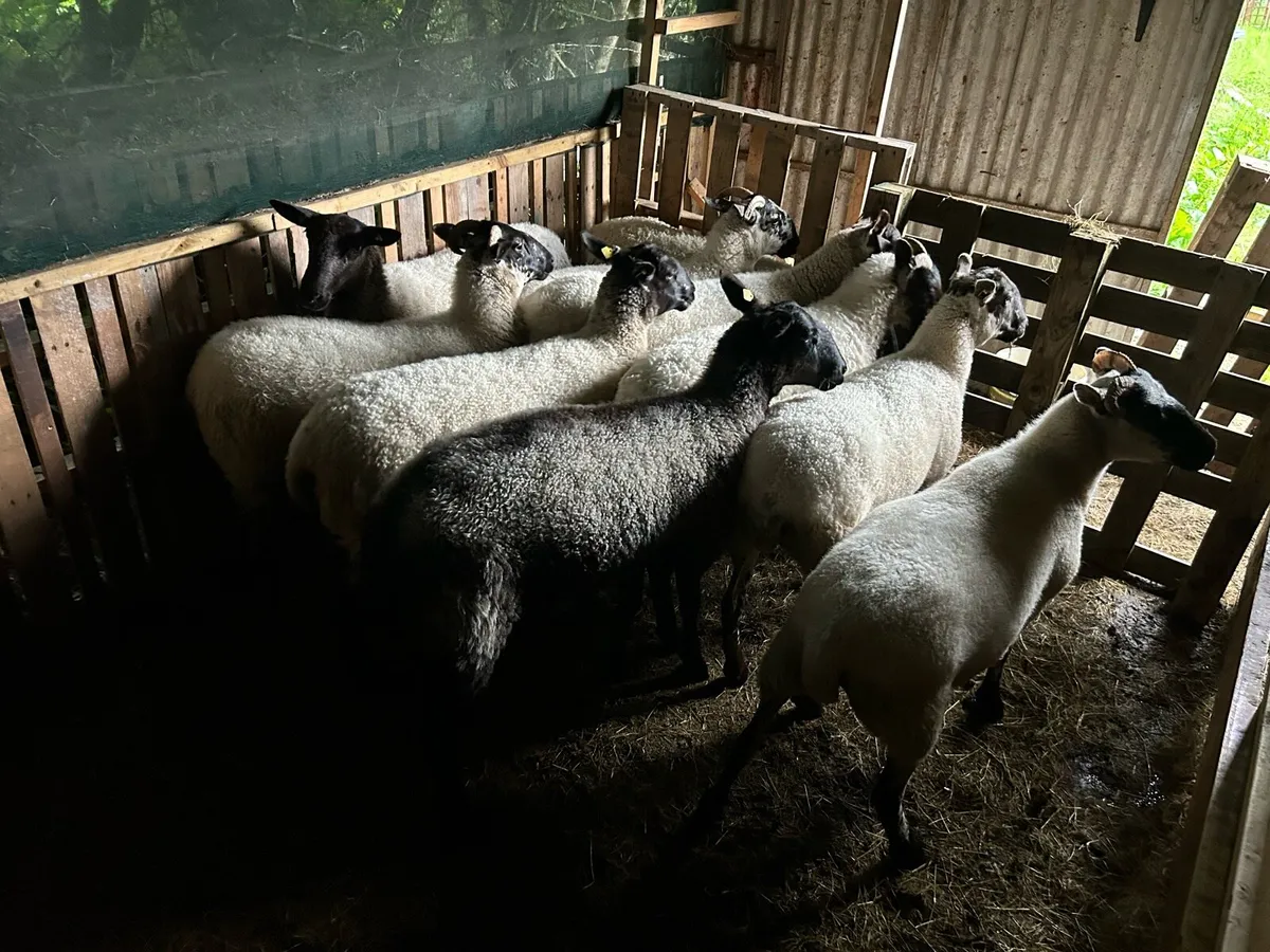 Hoggets - Image 2