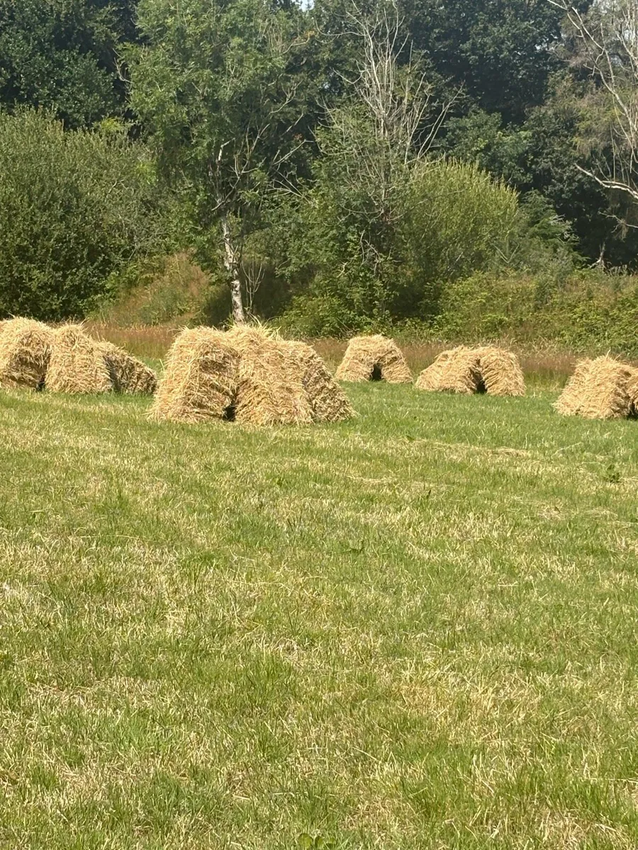Small Square Hay Bales - Image 1