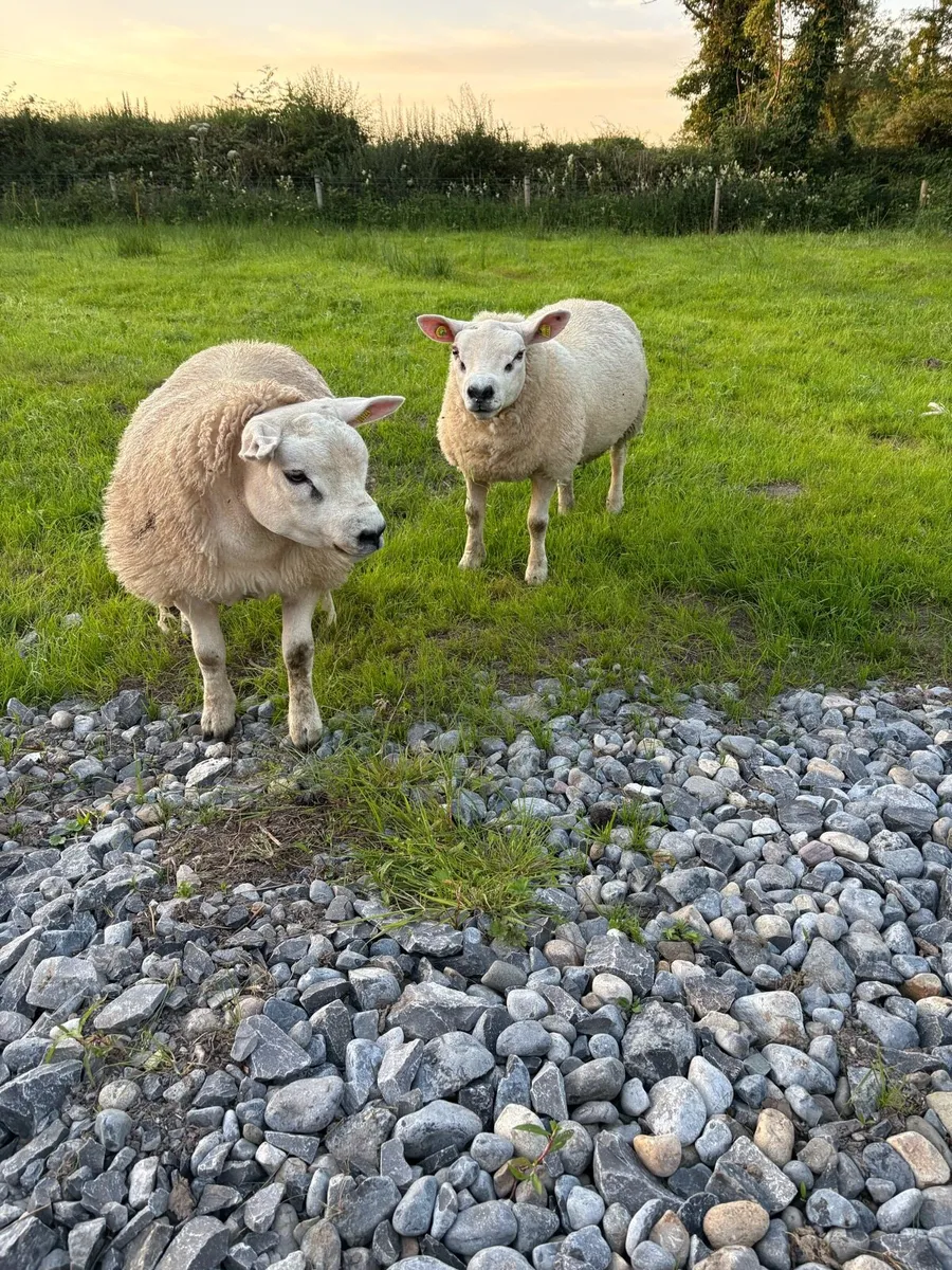 Pure breed Texel ram lambs - Image 2