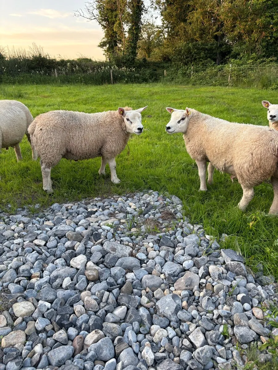 Pure breed Texel ram lambs - Image 3