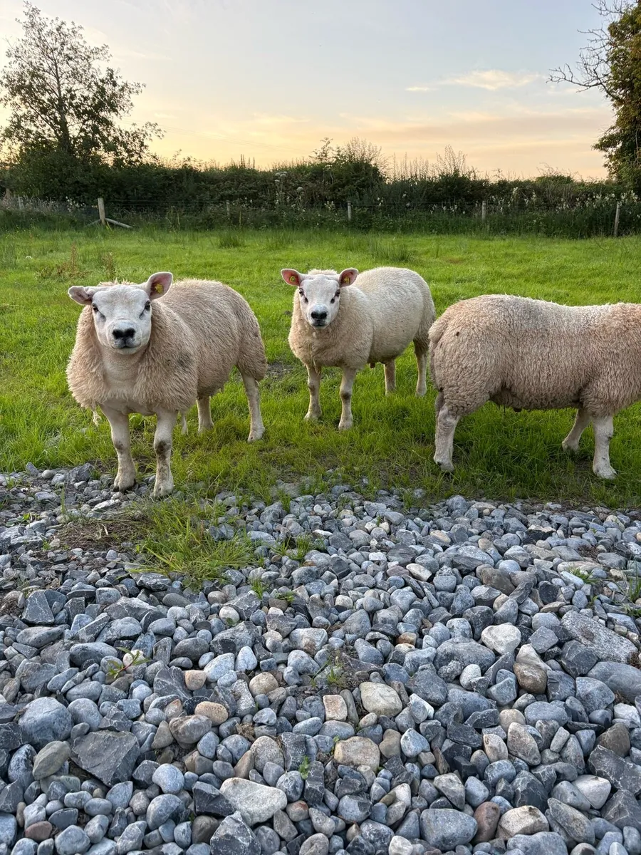 Pure breed Texel ram lambs - Image 1