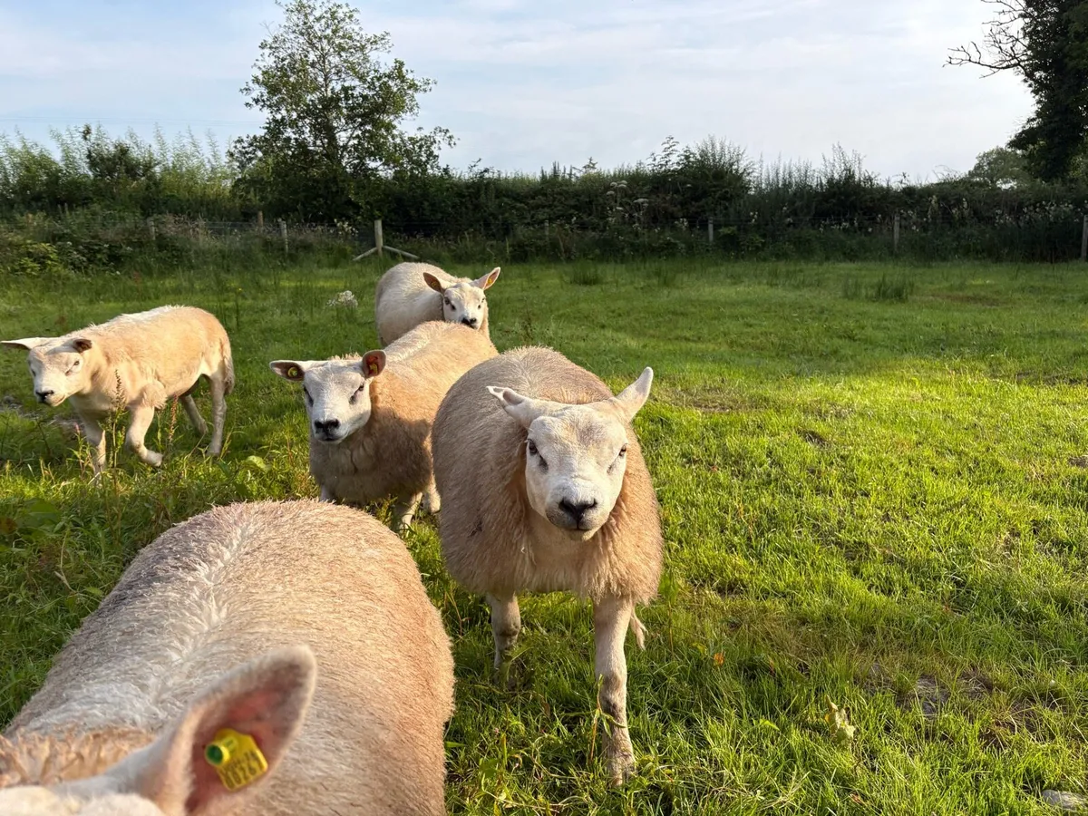 Pure breed Texel ram lambs - Image 4