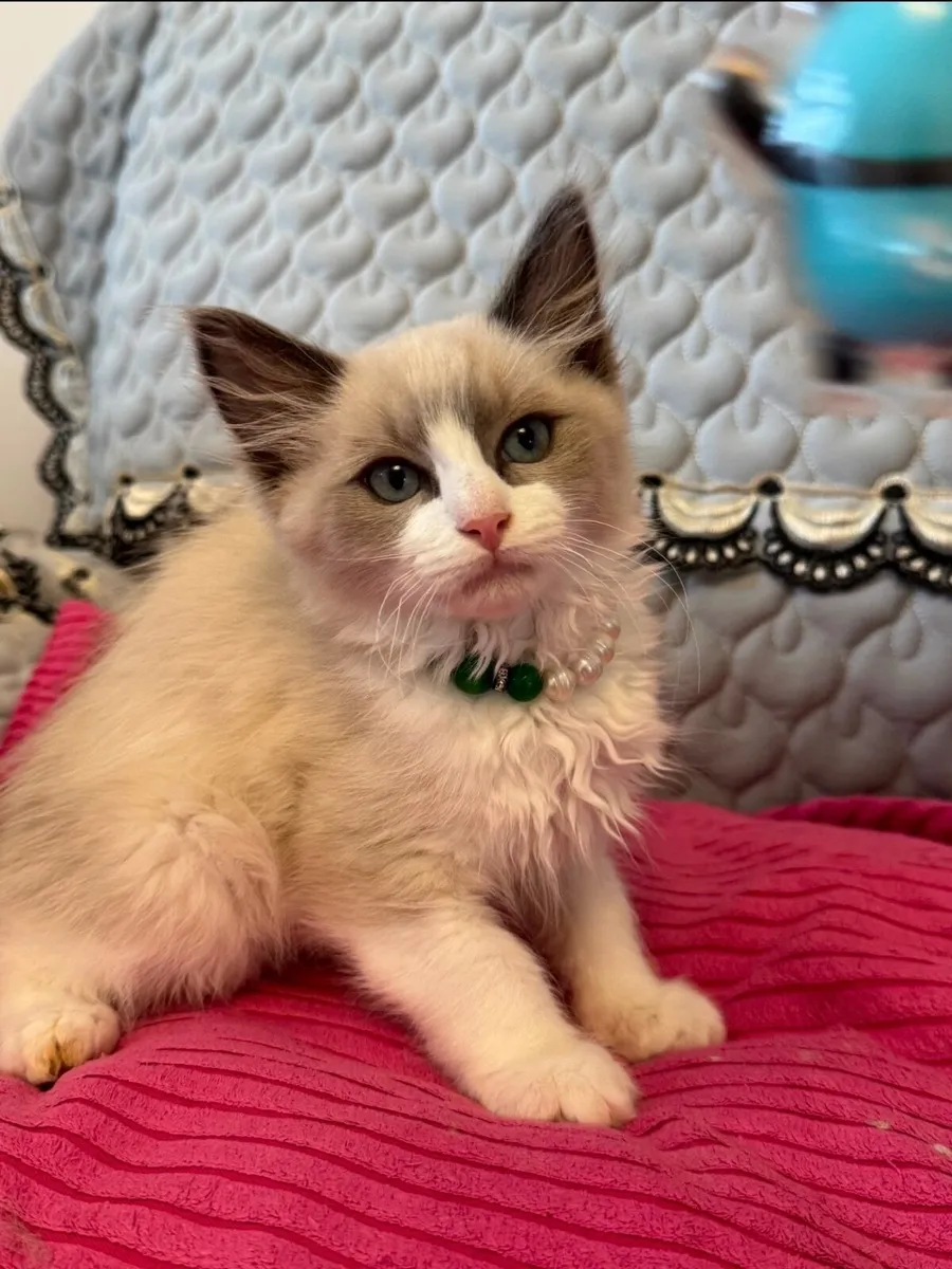 Purebred Ragdoll Kittens - Image 2