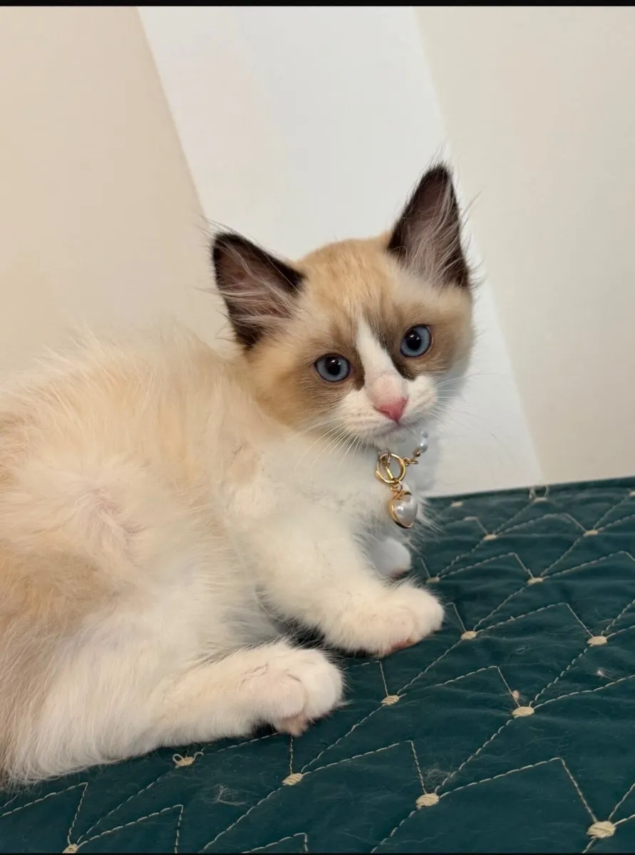 Purebred Ragdoll Kittens - Image 1