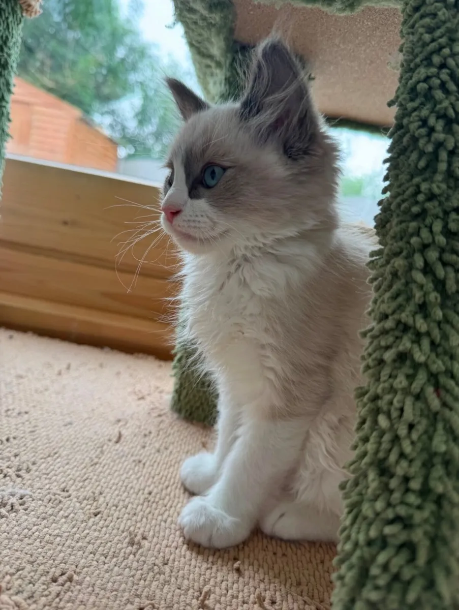 Purebred Ragdoll Kittens - Image 3