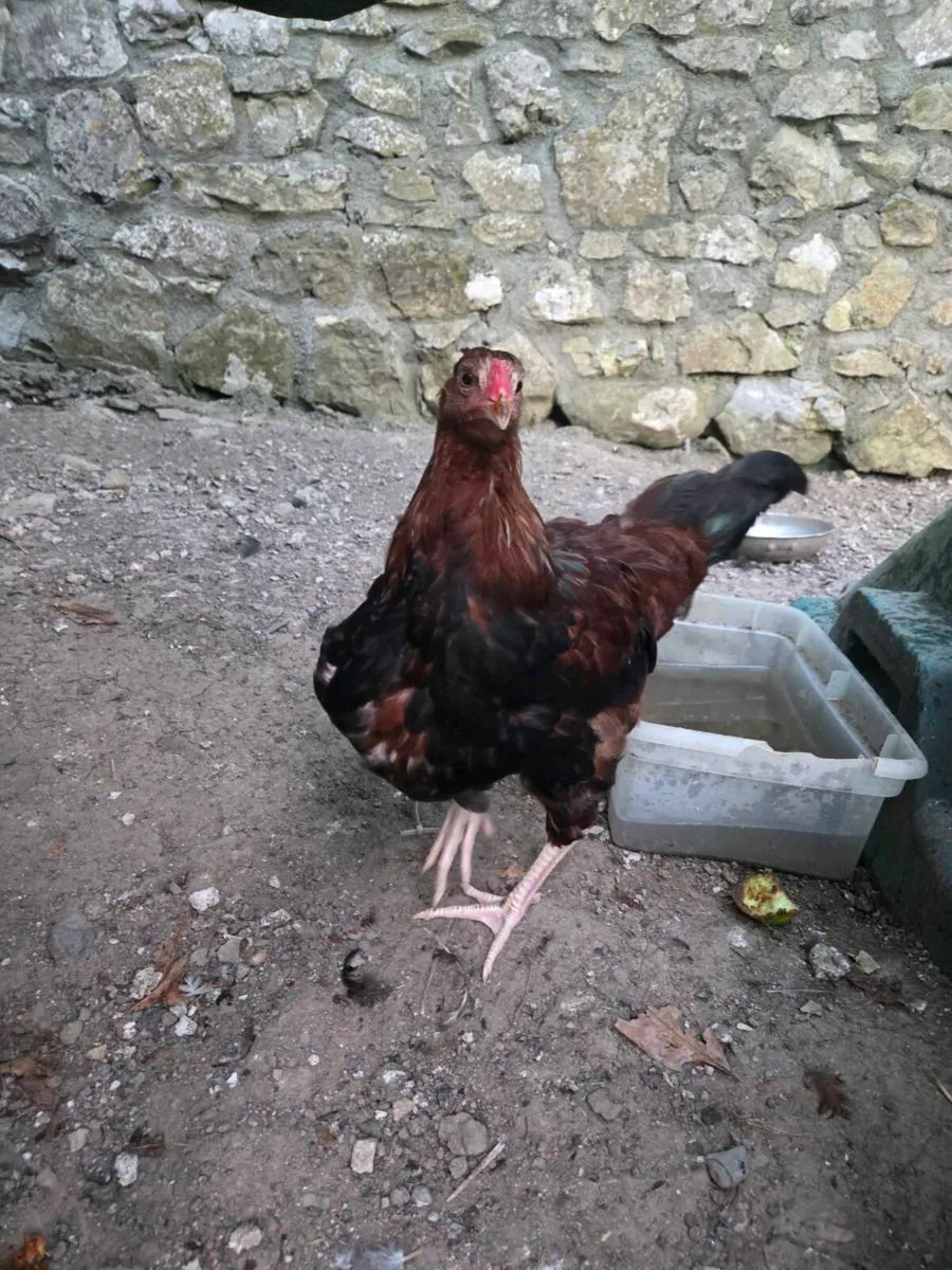 Cock - Image 1