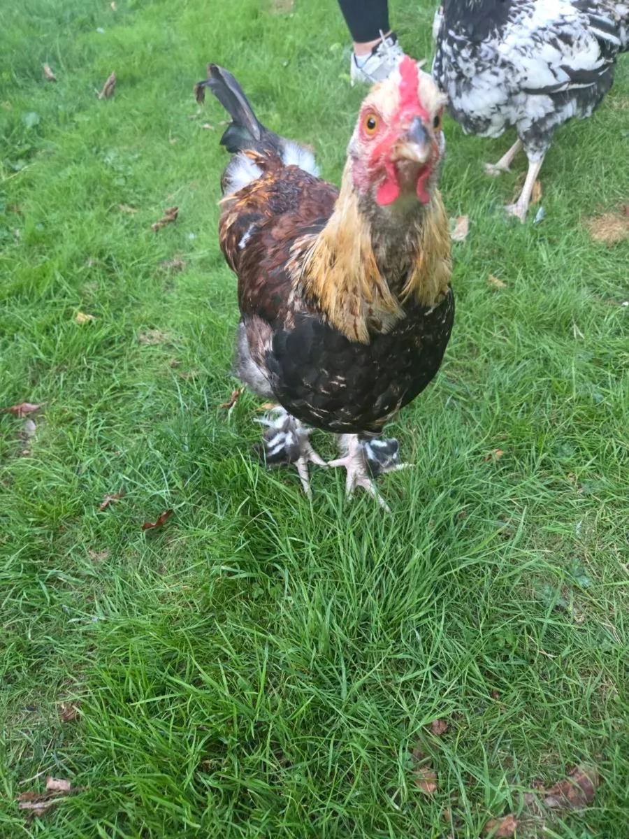 Cock - Image 2
