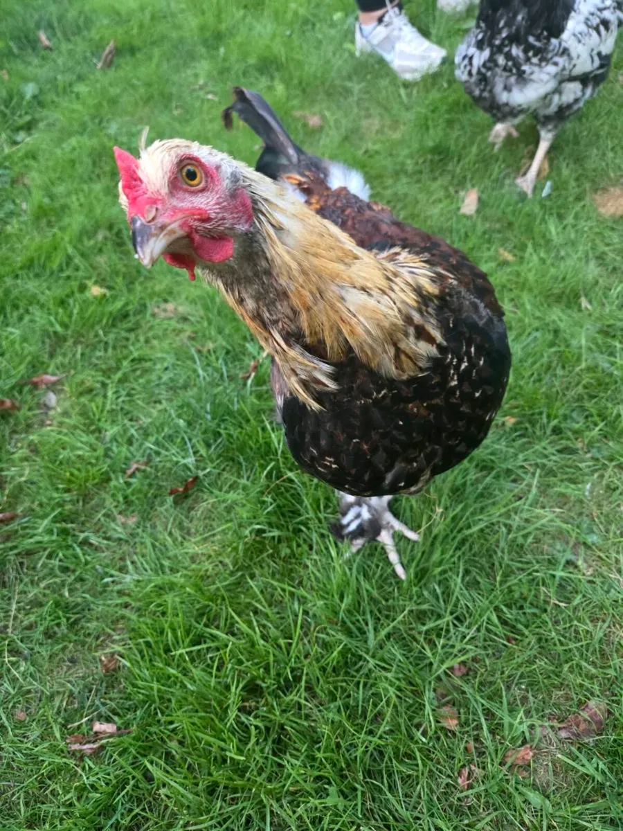 Cock - Image 3
