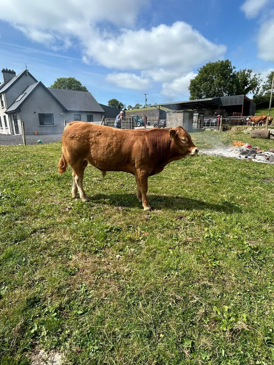 Bull - Image 2