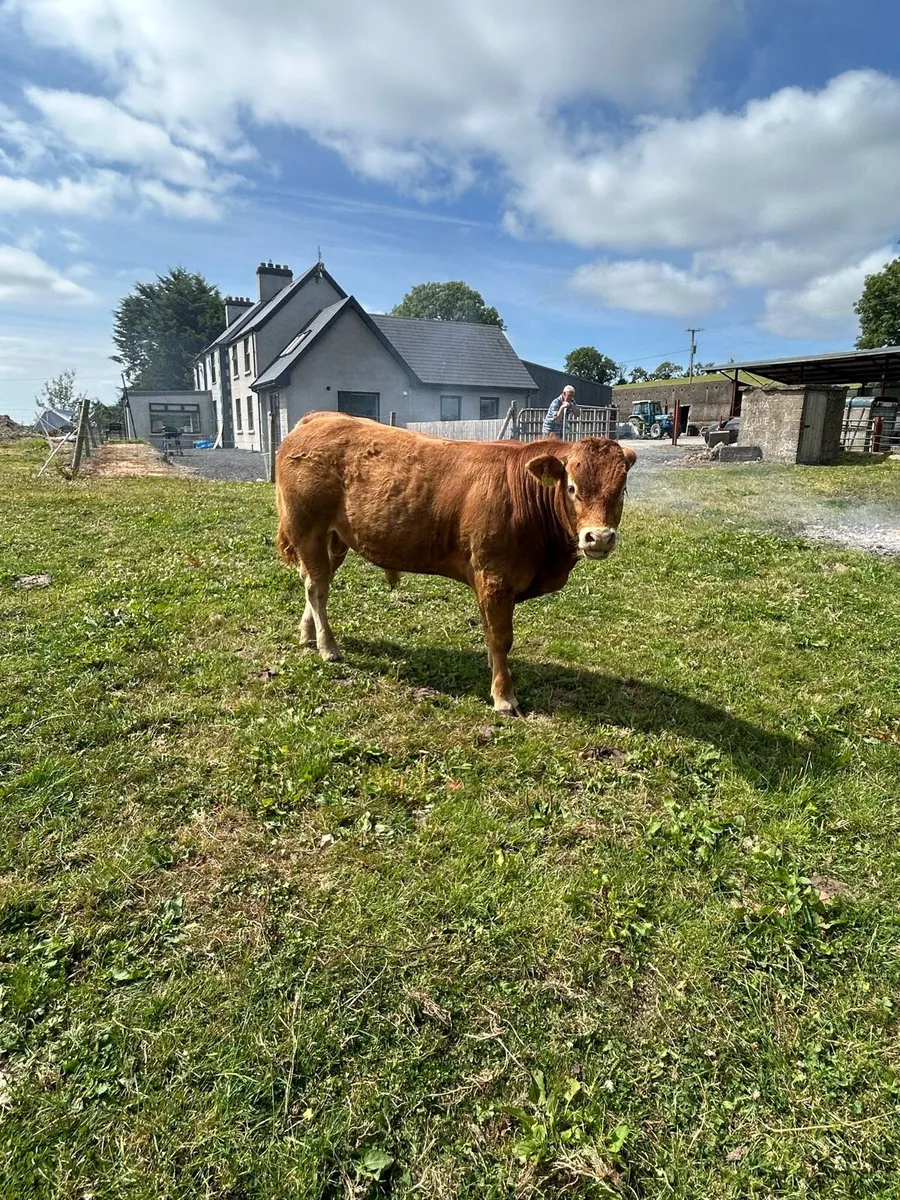 Bull - Image 3