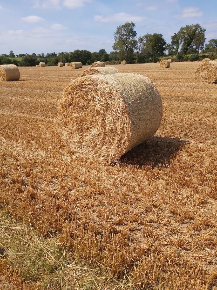 Winter barley straw - Image 1
