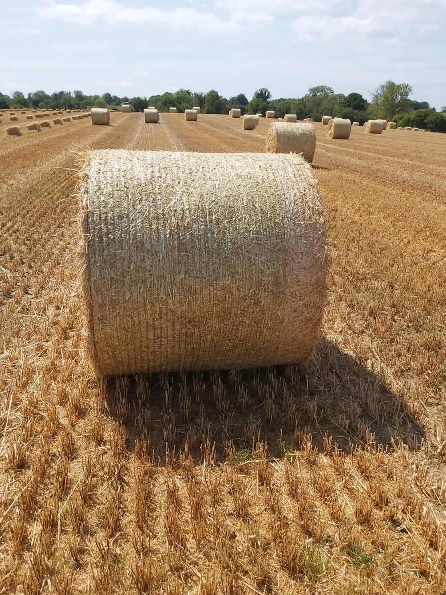 Winter barley straw - Image 3