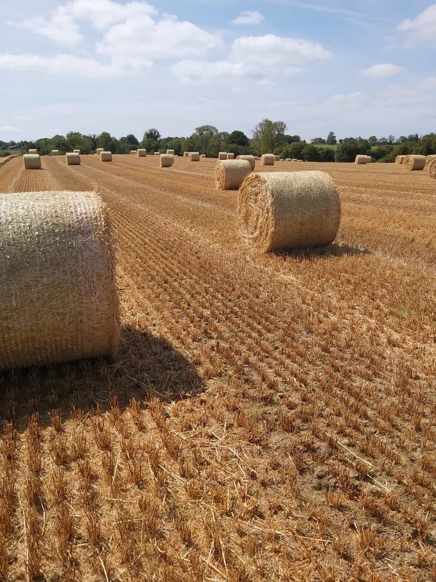 Winter barley straw - Image 2