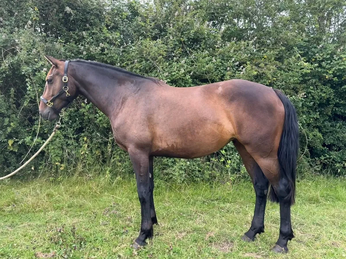 Homebred TIH mare - Image 1