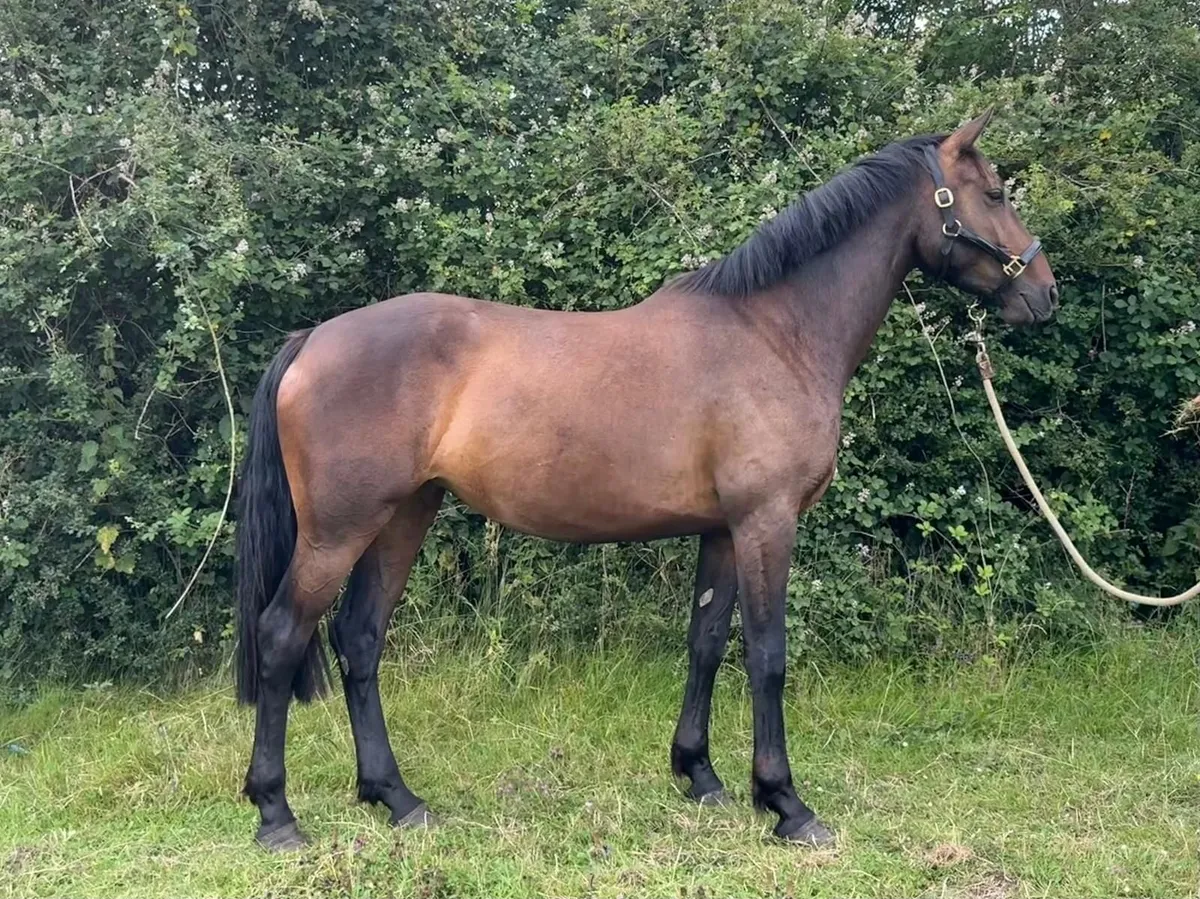 Homebred TIH mare - Image 2