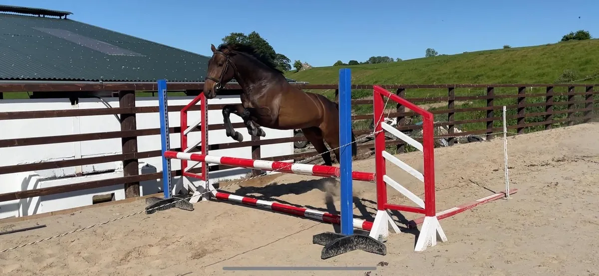 Homebred TIH mare - Image 3