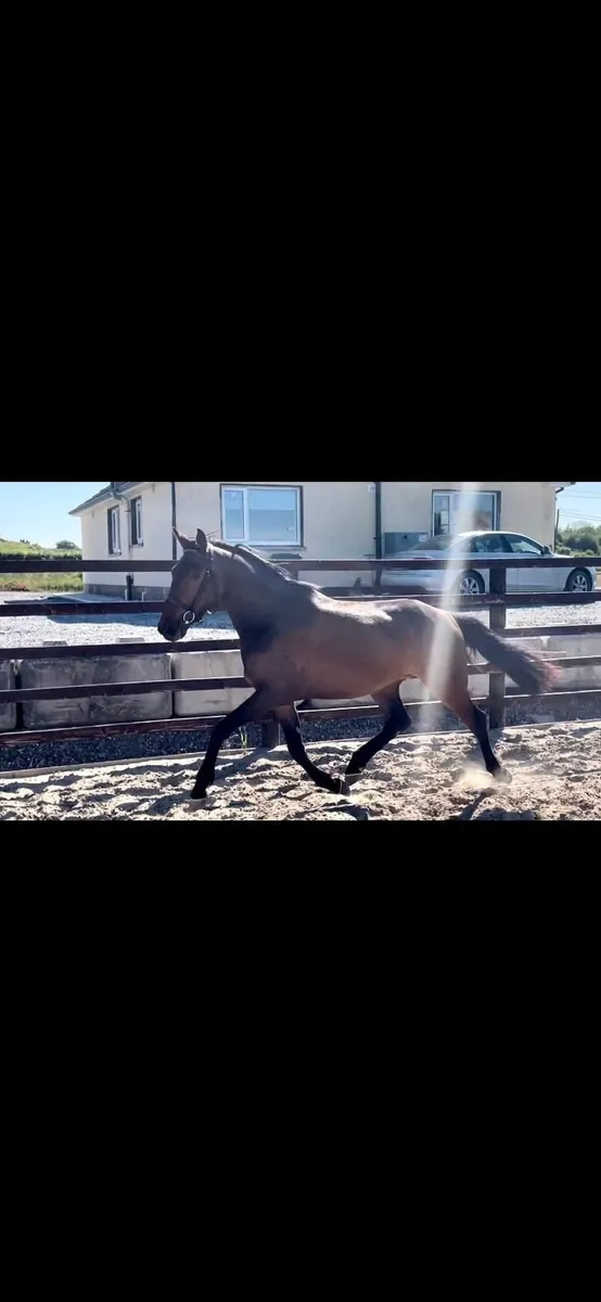 Homebred TIH mare - Image 4