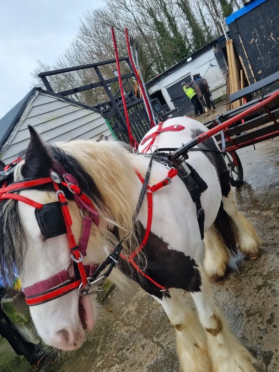 Horse 13hh mare - Image 1