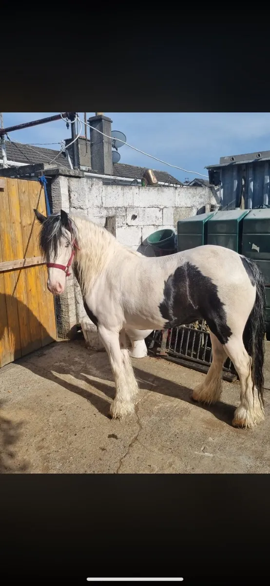Horse 13hh mare - Image 2