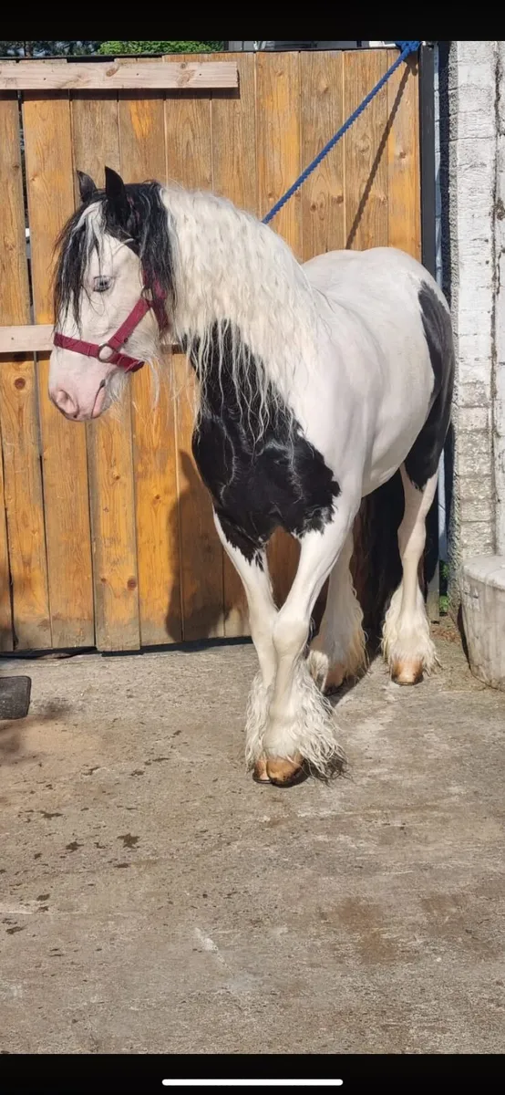 Horse 13hh mare - Image 3