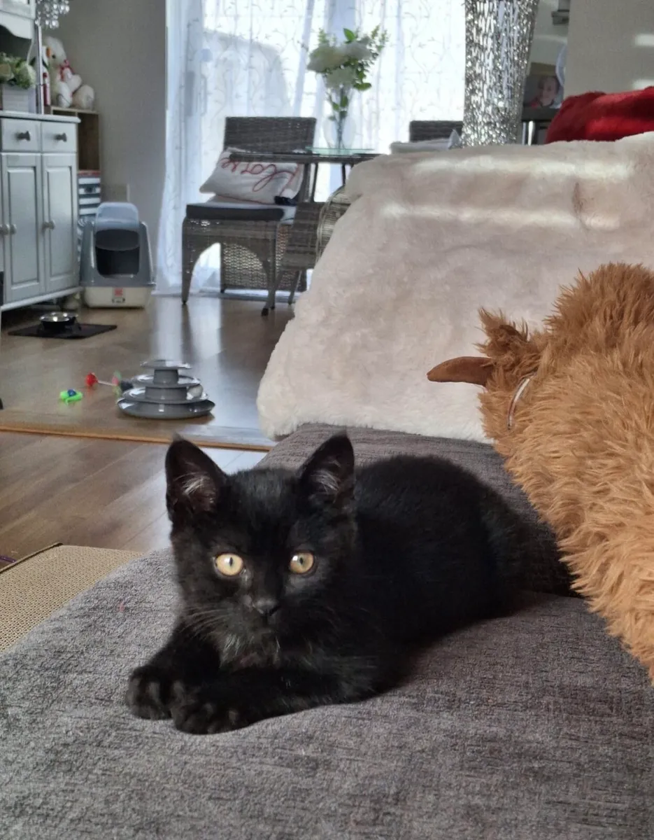 Kitten for sale - Image 4
