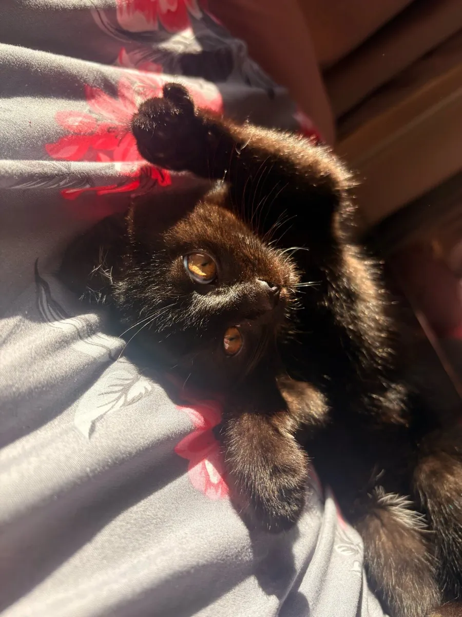 Kitten for sale - Image 1