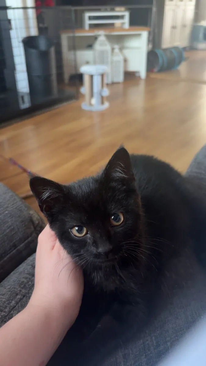 Kitten for sale - Image 2