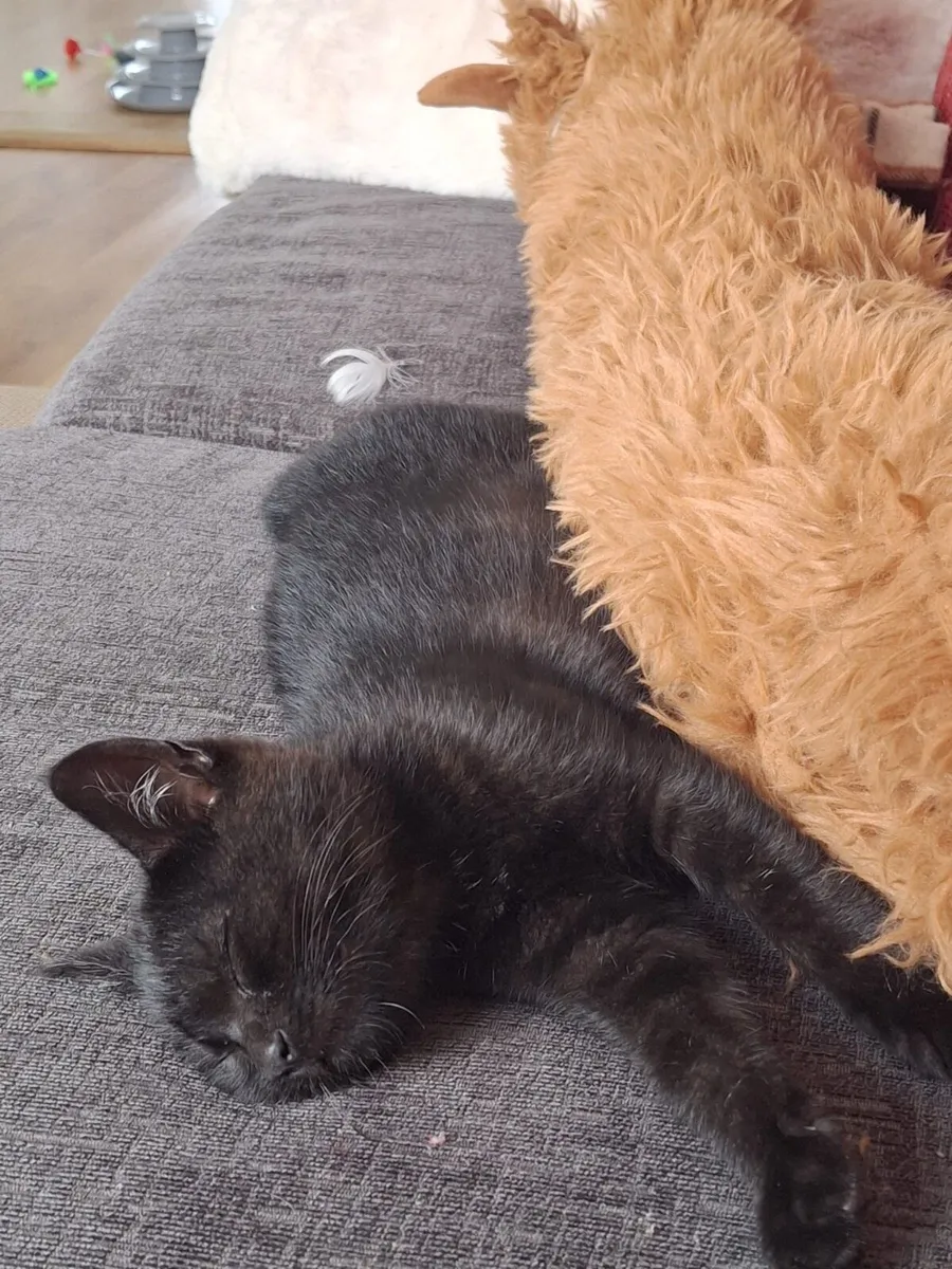 Kitten for sale - Image 3
