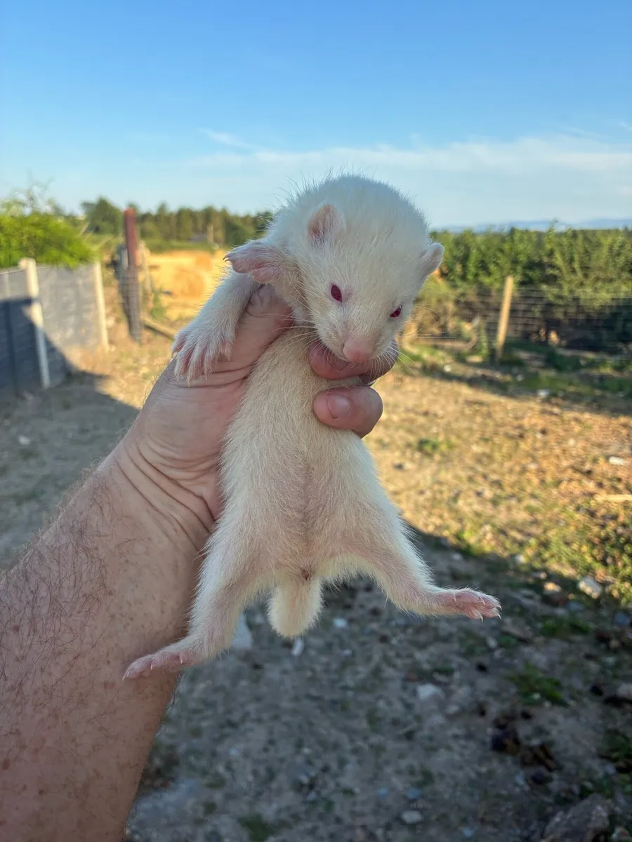 Ferrets - Image 1