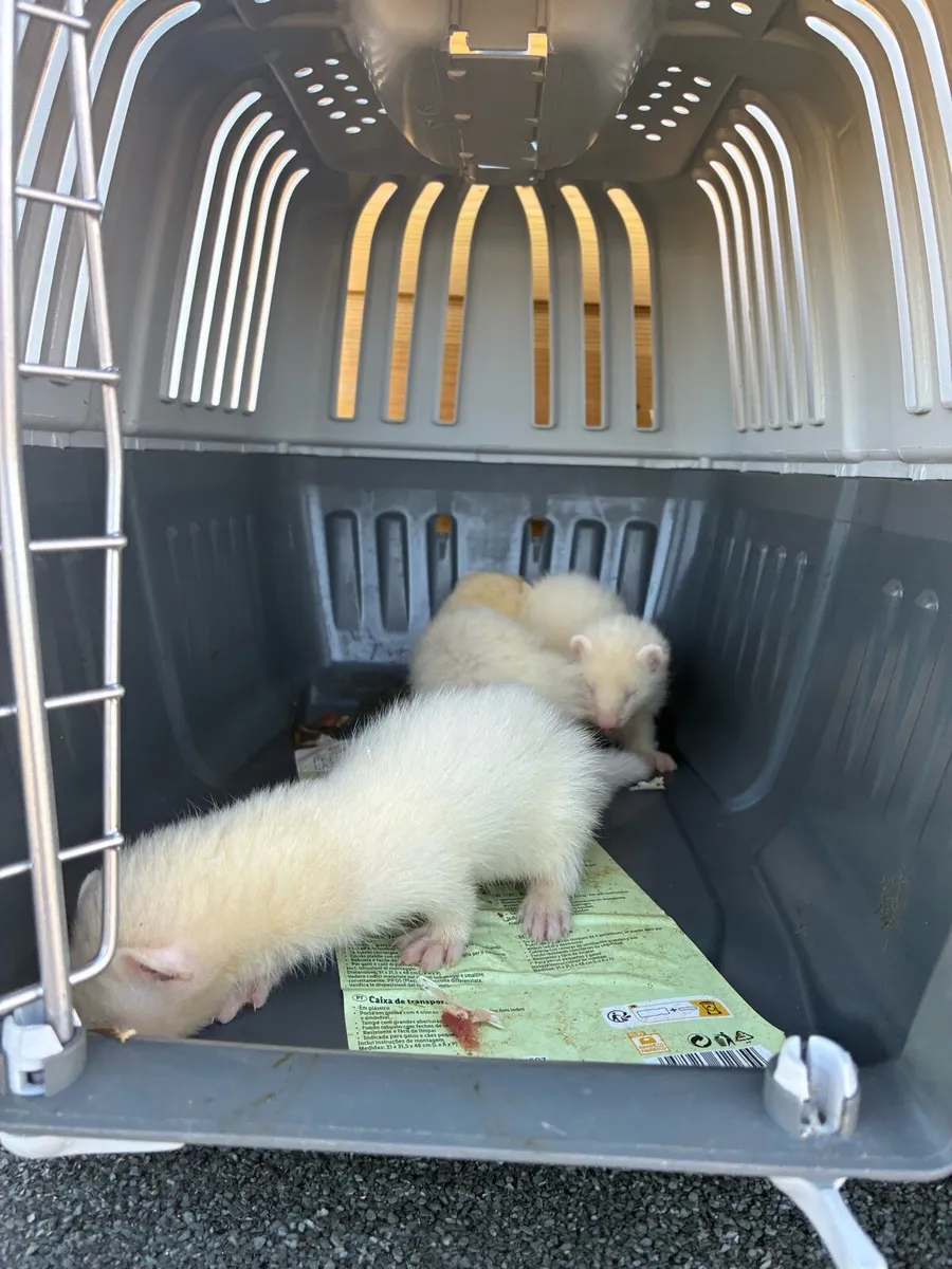 Ferrets - Image 4