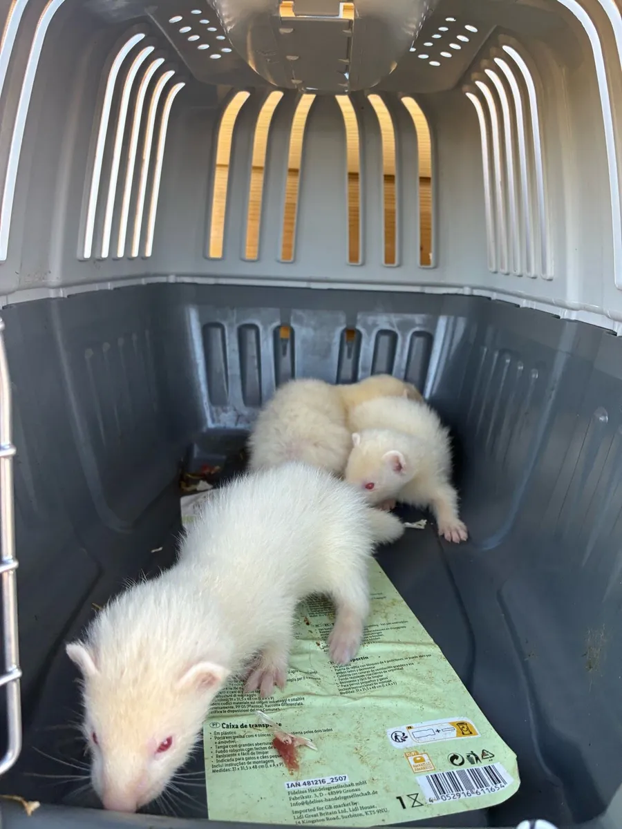 Ferrets - Image 4