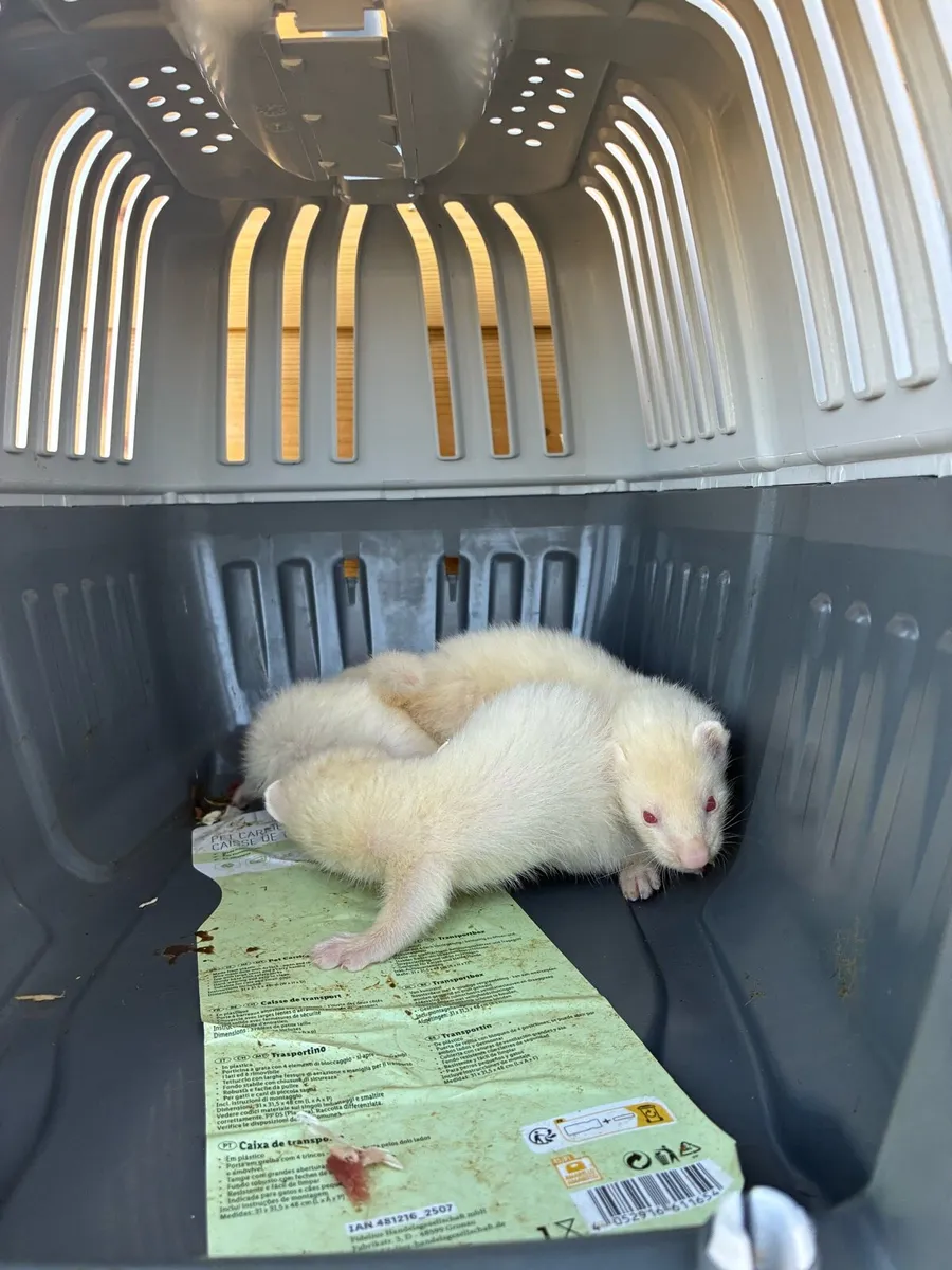 Ferrets - Image 1