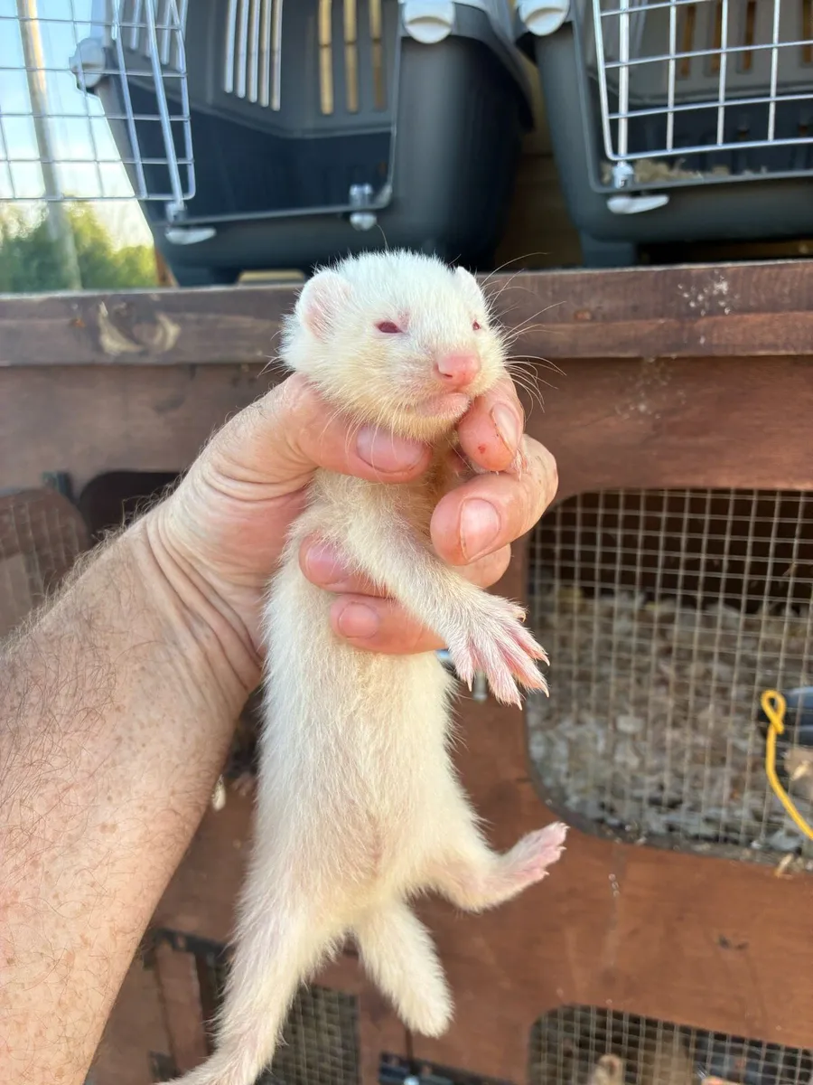 Ferrets - Image 2
