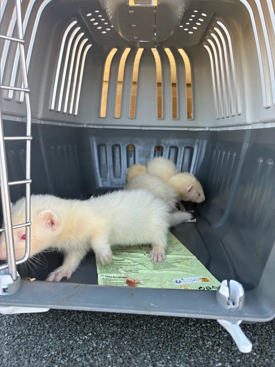 Ferrets - Image 3